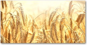 Üvegpanel a konyhába Gabona 140x70 cm Ragasztó