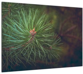 Kép - Fenyőfa részlete (üvegen) (70x50 cm)