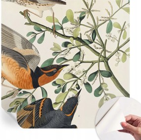 Öntapadós tapéta Divatos 3D fali ragasztóval Színes madarak 250x250 cm