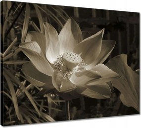 Vászonkép 50x40 Lótuszvirág