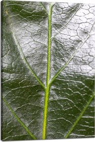 Botanika Vászonkép Zöld levél 40x60 cm