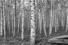 Dekoratív Fotótapéta Hálószobába Nyírerdő 104x70 Ragasztó