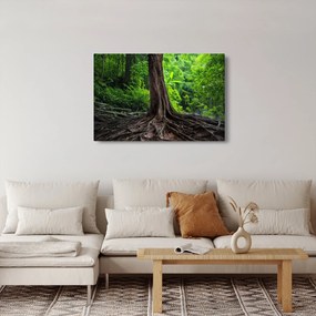 Kép - Öreg fa gyökere (90x60 cm)