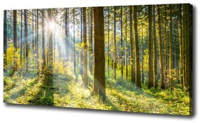 Vászon nyomtatás Forest a nap oc-98252702