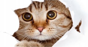 Fotó-kép fotó edzett üveg macska 140x70