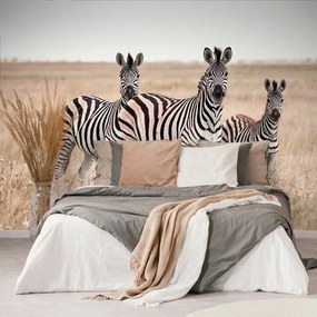 Öntapadó fotótapéta három zebra a szavannán