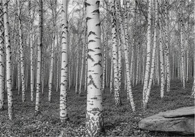 Dekoratív Fotótapéta Hálószobába Nyírerdő 208x146 Ragasztó