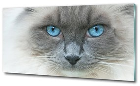 Üvegkép Cat kék szem osh-41430581