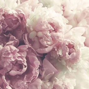 Tapéta vinil flizelin hálószoba nappali virágzó bazsarózsa peony 250x250cm