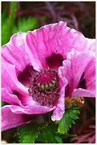 Poszterek 80x120 Lila virág