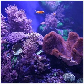 Poszterek 100x100 Víz alatti tengeri világ