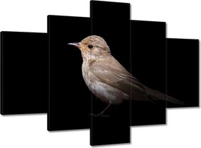 Vászonkép 150x105 Kis veréb madár