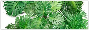 Poszterek 200x66 Monstera Lyukas levelek