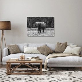 Üveg kép - Skót tehén (70x50 cm)