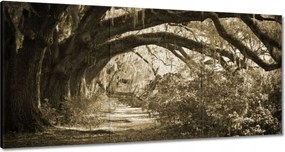 Vászonkép 60x30 Tölgyek a Szépia parkban