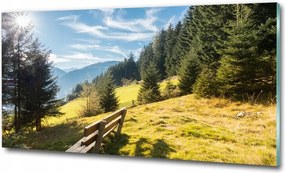 Fotó üvegkép Reggeli nap erdő 125x50