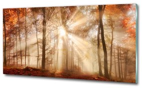 Üvegfotó Köd az erdőben ősszel osh-119225469