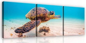 Vászonkép 75x25 Tengeri teknős a víz alatt óceán tenger természet nyugalom homok pihenés