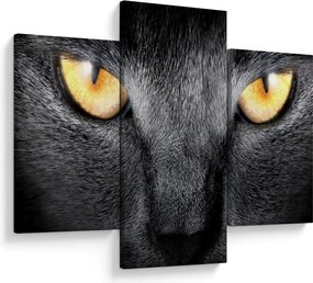 Kép - Közeli portré egy macskáról (90x60 cm)