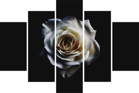 Fehér rózsa képe (150x105 cm)