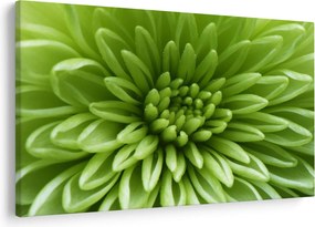 Kép - Makro kép egy növényről (90x60 cm)