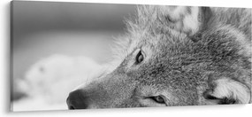 Kép - Farkas, fekete-fehér (120x50 cm)