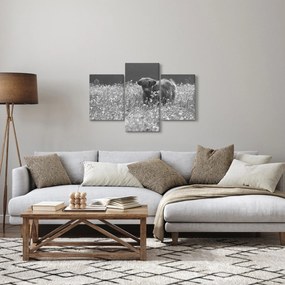 Kép - Skót tehén 5, fekete-fehér (90x60 cm)