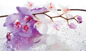 Fotótapéta flizelina Orchideák finom színek elegancia természet 254x184 +ragasztó