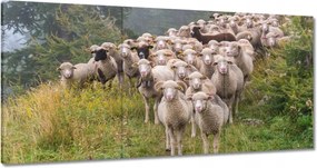 Vászonkép 180x90 Juh legeltetés Bárányok
