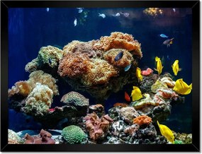 Poszterek keretben 40x30 Halak Korallzátony