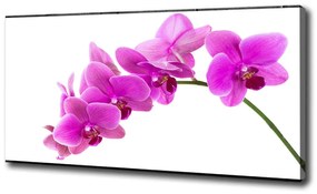 Egyedi vászonkép Rózsaszín orchidea oc-67691978