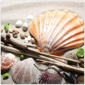 Poszterek 70x70 Kagylók a balti tengerpartról