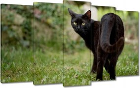 Vászonkép 100x60 Cica