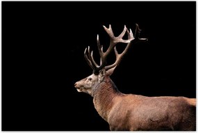 Poszterek 120x80 Szarvas szarvakkal
