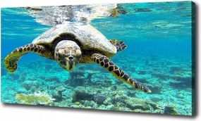 Canvas falikép Tengeri teknős 100x70 cm