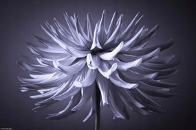 Poszter 30x20cm Dália virág 3, Assaf Frank