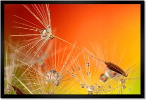 Poszterek keretben 60x40 Pitypang Virág Virágok