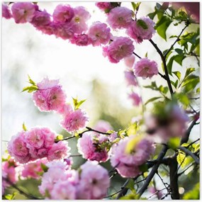 Poszterek 30x30 Rózsaszín virágok Gyönyörű