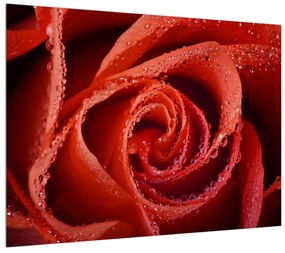 Vörös rózsa képe (70x50 cm)