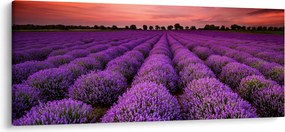 Kép - Levendula mező (120x50 cm)