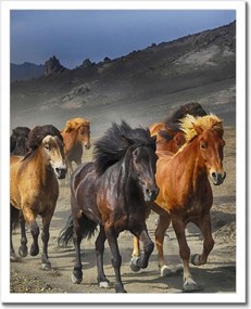 Poszterek keretben 40x50 Ló Lovak Lovaglás