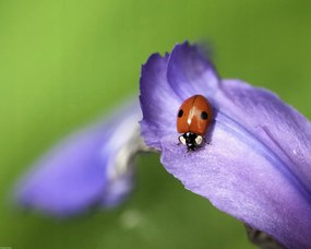 Poszter 50x40cm Katicabogár, Assaf Frank