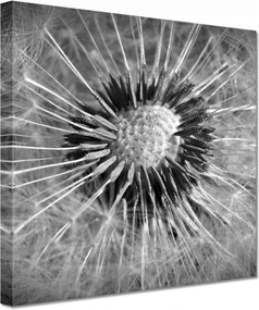 Vászonkép 60x60 Pitypang Virág Virágok