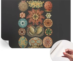 Dekoratív Öntapadós Tapéta Divatos Tengeri Minták Inspirációk 208x146 cm