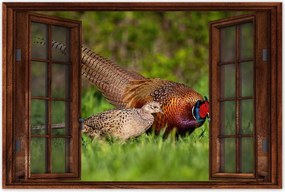 Poszterek 120x80 FĂĄcĂĄn csalĂĄd Madarak