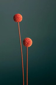 Fotográfia Orange Seed Capsules, Studio Collection