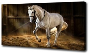 Vászonkép Fehér ló az istállóban oc-113734003
