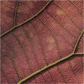 Stílusos Dekoratív fotótapéta Flizelin Leveles textúra 250x250