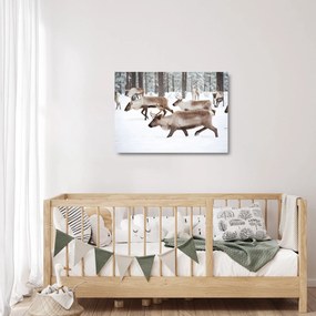 Üveg kép - Rénszarvas (70x50 cm)