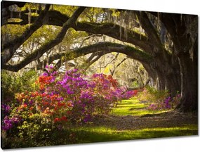 Festmények 120x80 Tölgyfa sikátor